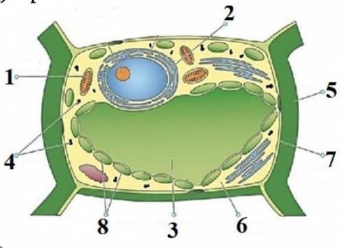 Рассмотрите рисунок растительной клетки Выберите верные суждения о функциях ее частей: А. под №3 - о