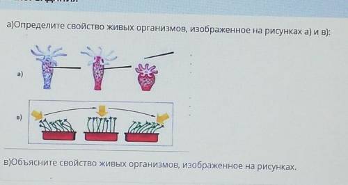 Определите свойство живых организмов изображенных на рисунках а и б Б. Объясните свойство живых орга