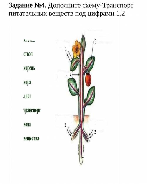 Дополните схему-Транспорт питательных веществ под цифрами 1,2​