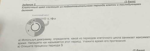 А) Используя диаграмму, определите, какой из периодов клеточного цикла занимает максимальное время.