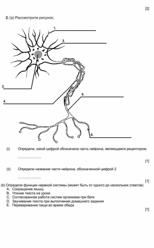 2. (а) Рассмотрите рисунок. (i) Определи, какой цифрой обозначена часть нейрона, являющаяся рецептор