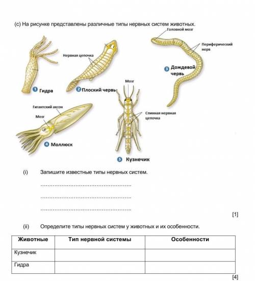 C) На рисунке представлены различные типы нервных систем животных.  (i)              Запишите извест