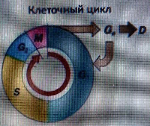 Клеточный цикл состоит из подготовительного периода клетки и последующего деления. А)Используя диагр