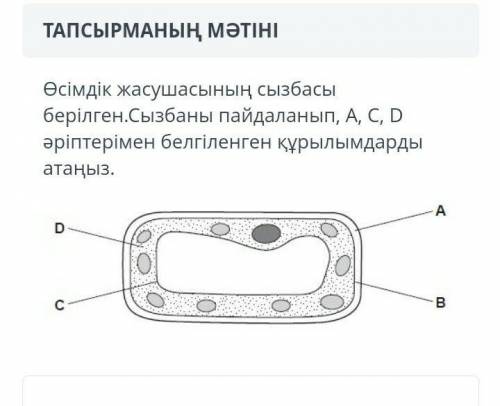 Өсімдік жасушасының сызбасы берілген. Сызбаны пайдаланып, A,C,D әріптерімен белгіленген құрылымдарды