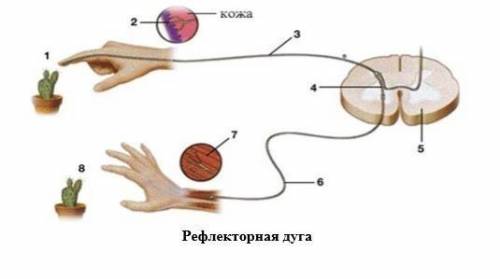 СОР Назовите нейрон, расположенный первым (№3) в рефлекторной дуге
