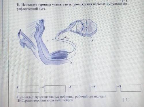 Используя термины Укажите путь прохождения нервных импульсов по рефлекторной дуге. ​