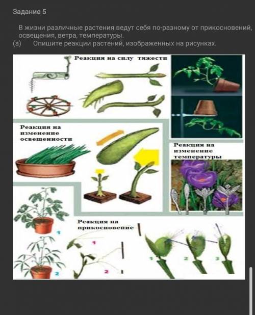 Задание 5 В жизни различные растения ведут себя по-разному от прикосновений, освещения, ветра, темпе