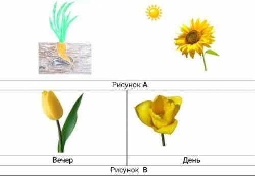 2. На рисунках изображены 2 вида движения растений. Рисунок А Вечер День Рисунок В (а) Назовите 2 ви