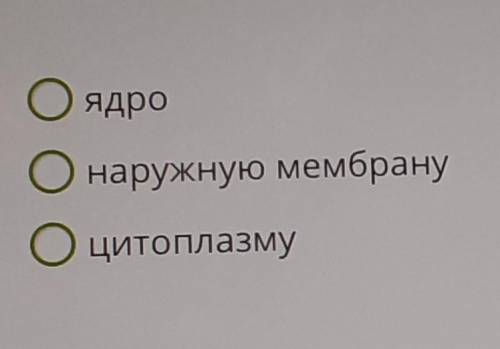 Клетка гриба в отличие от клетки бактерии содержит​