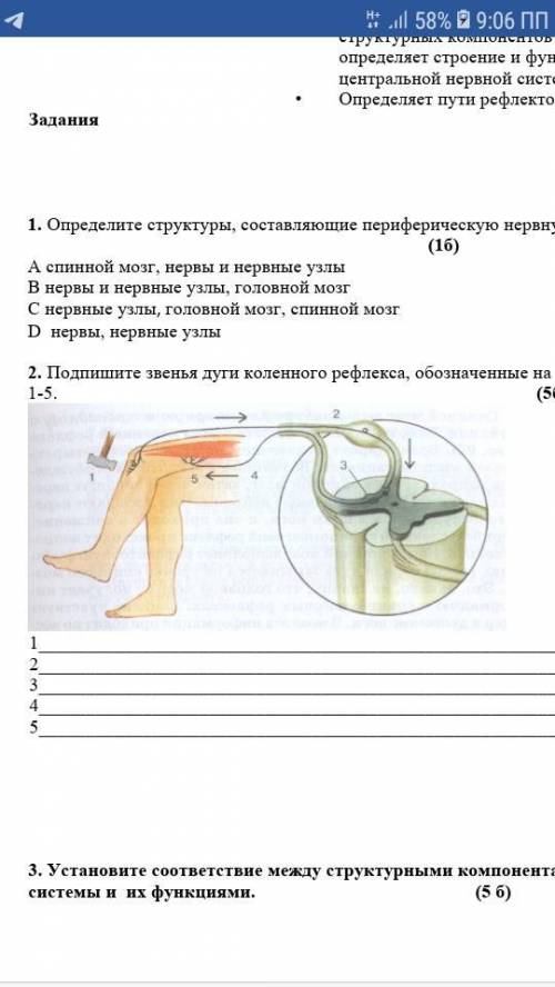 2. Подпишите звенья дуги коленного рефлекса, обозначенные на рисунке цифрами 1-5.