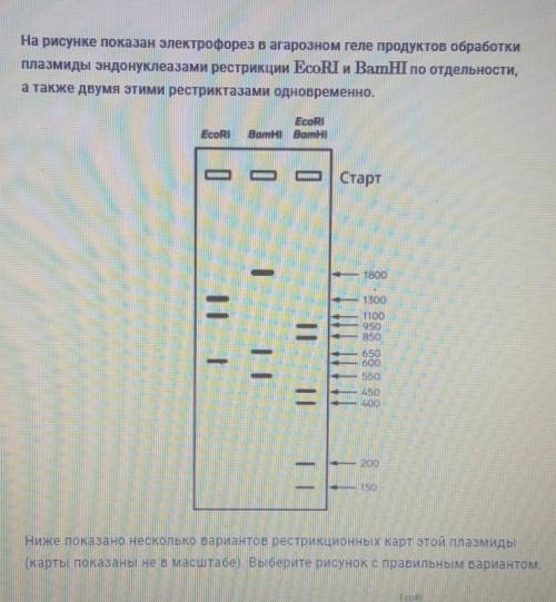 На рисунке показан электрофорез в агарозном геле продуктов обработки плазмиды эндонуклеазами рестрик