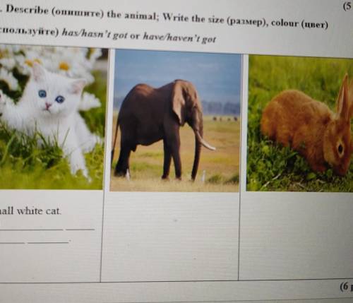 Task 2. Describe the animal; Write the size colour Use has hasn't got or have/haven't gotIt's a smal