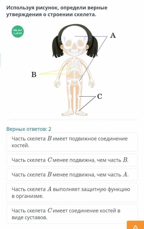 ЕСТЕСТВОЗНАНИЕ 6 КЛАС С Строение скелета человека Используя рисунок, определи верные утверждения о с