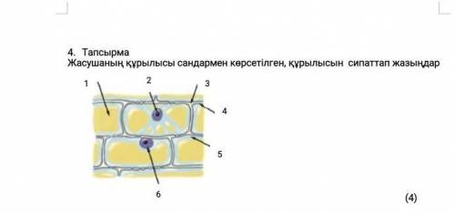 Жасушаның құрылысы сандармен көрсетілген, құрылысын сипаттап жазындар 1 2 3 4 5 6​