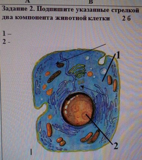 Подпишите указанные стрелкой два компонента живой клетки​