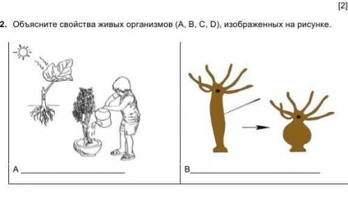 2. Объясните свойства живых организмов (А, В, С, D), изображенных на рисунке. A B СОЧ​