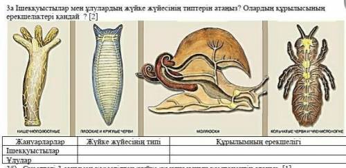 Ішекқуыстылар мен ұлулардың жүйке жүйесінің типтерін атаңыз? Олардың құрылысының ерекшеліктері қанда