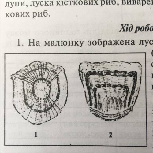 Хід роботи 1. На малюнку зображена луска ляща (1), та луска окуня (2). Порахуйте концентричні світлі