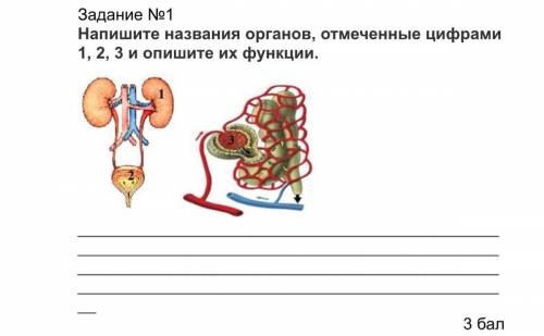 Подскажите , КАК НАЗЫВАЕТСЯ ОРГАН ПОД НОМЕРОМ 3