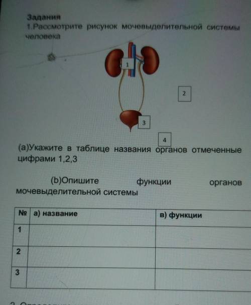 Рассмотрите рисунок мочевыделительной системы человека2234(а)Укажите в таблице названия органов отме