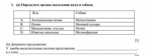 1. (а) Определите органы выделения жука и собаки. Жук Собака А. Антеннальные почки Мочеточники Почки