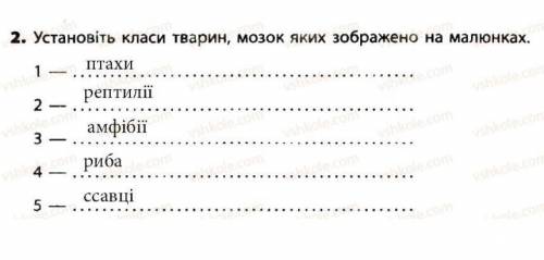 Практична робота N° 6 Порівняня головного мозку хребетних тварин​