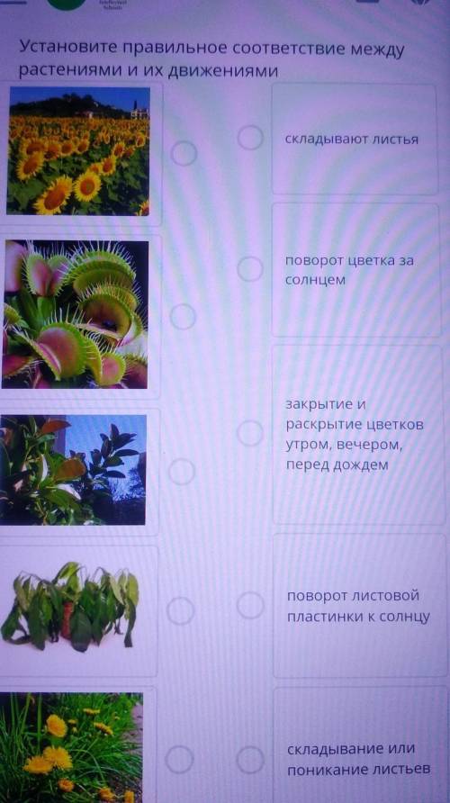 Установите правильное соответствие между растениями и их движениями​
