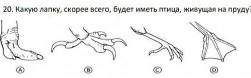 20. Какую лапку, скорее всего, будет иметь птица, живущая на пруд.​