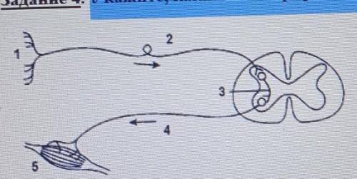 Укажите, какие звенья рефлекторной дуги указаны под цифрами ​