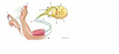 Кто знает биология☺. рефлекторная дуга .​
