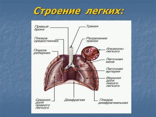 С ОТВЕТАМИ НА ВОПРОСЫ!Заранее !) 1.как связано строение трахеи и бронхов с выполняемыми ими функциям