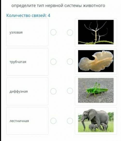 Определите тип нервной системы животного. !​