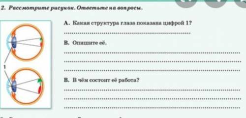 2 Рассмотрите рисунок.ответьте на вопросы. А) Какая структура глаза показанна цифрой 1 ? В) Опишите