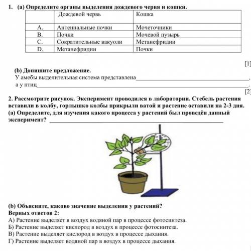 Определите органы выделения дождевого червя и кошки. Дождевой червь А. Антеннальные почки В. Почки С