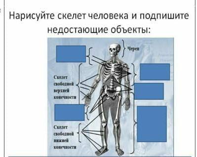 Нарисуйте скелет человека и подпишите недостающие обьекты​