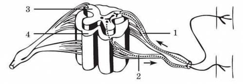 На рисунку зображено поперечний переріз спинного мозку та складові рефлекторної дуги. Проаналізуйте