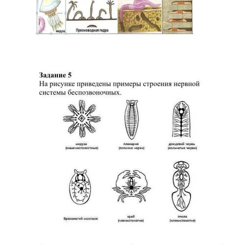 На рисунке приведены примеры строения нервной системы беспозвоночных. Опишите, что между ними общего