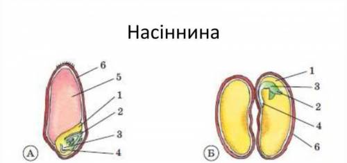 Цифрою 4 на малюнку позначено: 1) зародковий корінець 2) запас поживних речовин 3) зародкову бруньк