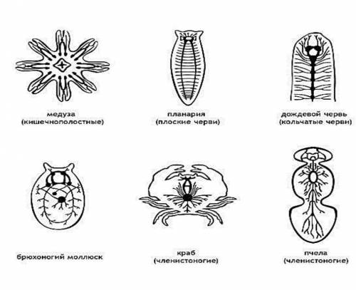 6.На рисунке  приведены примеры строения нервной системы беспозвоночных. Опишите, что между ними общ