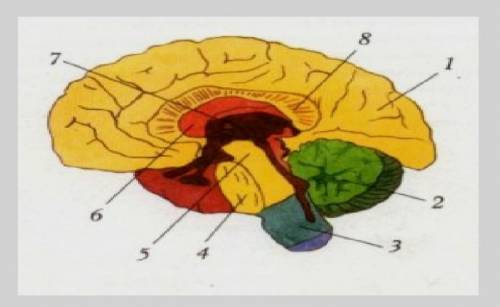 Підпишіть відділи головного мозку​
