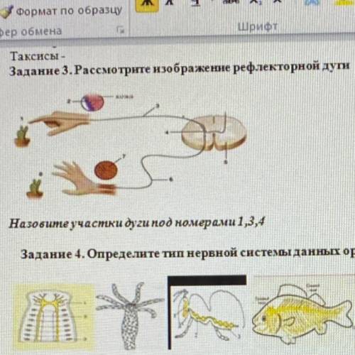 Рассмотрите изображения рефлекторной дуги. Назовите участки дуги под номерами 1,3,4