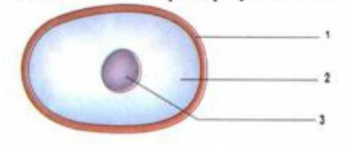 1 задание.рассмотрите рисунок основные части клетки Подпишите части клетки. это по СОРу​