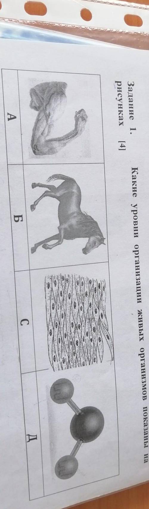 Какие уровни организации живых организмов показаны наЗадание 1.рисункахAБC​
