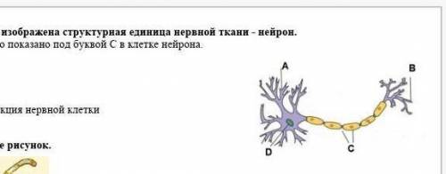 укажите что показано под буквой С в клетке нейрона а дендрит в аксон с тело D. ядро b) какова функци