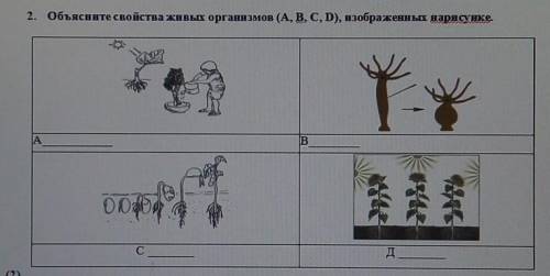 2. Объясните свойства живых организмов (А, В, С, D), изображенных нарисунке.AОЮс​