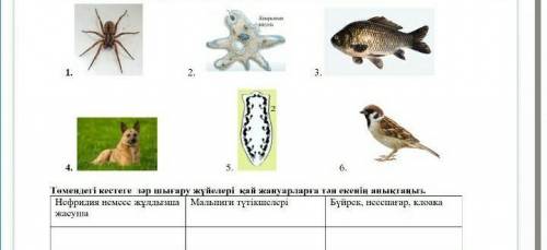 Төмендегі кестеге зәр шығару жүйелері қай жануарларға тән екенін анықтаңыз .​