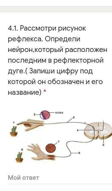 Рассмотри рисунок рефлекса. Определи нейрон,который расположен последним в рефлекторной дуге.( Запиш