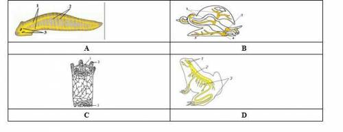 На рисунке найдите тело, для которого характерна нервная система, и решите ответ ниже.