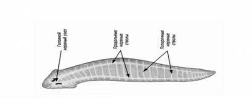 13. Какое животное изображено на рисунке?Какой тип нервной системы ему свойственен?​