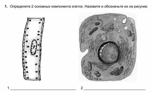 Определите 2 основных компонента клеток​